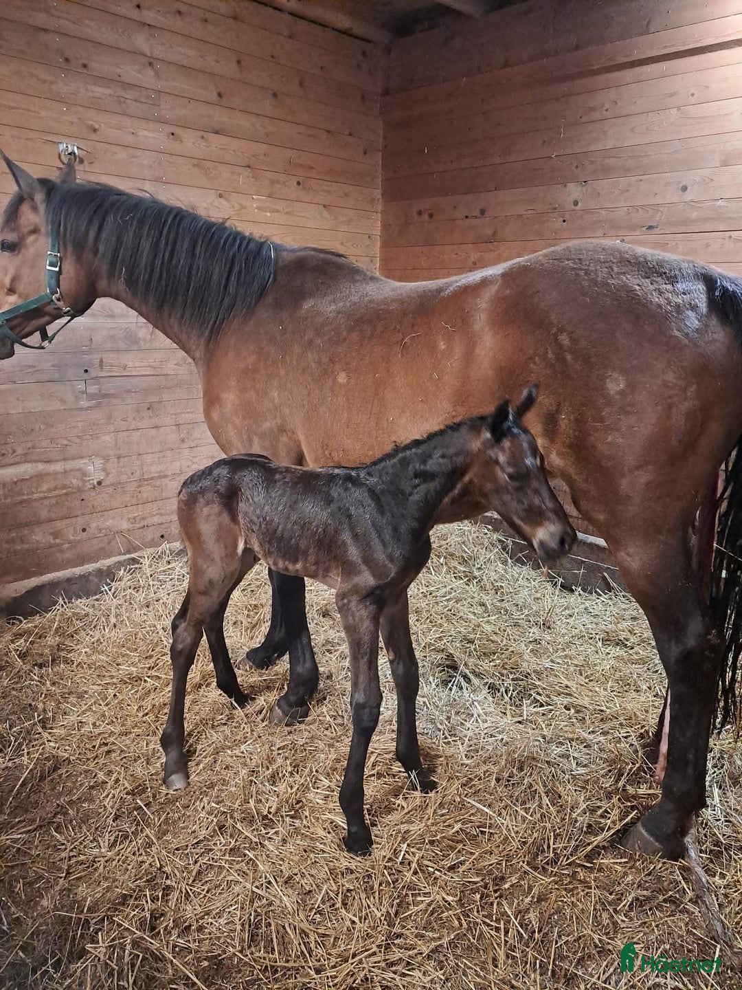 Avelshästar hästar till salu: Avelssto eller sällskap  i Mjölby - Annons 2