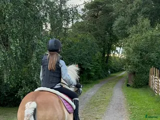 stallplats Lediga stallplatser - Annons 1