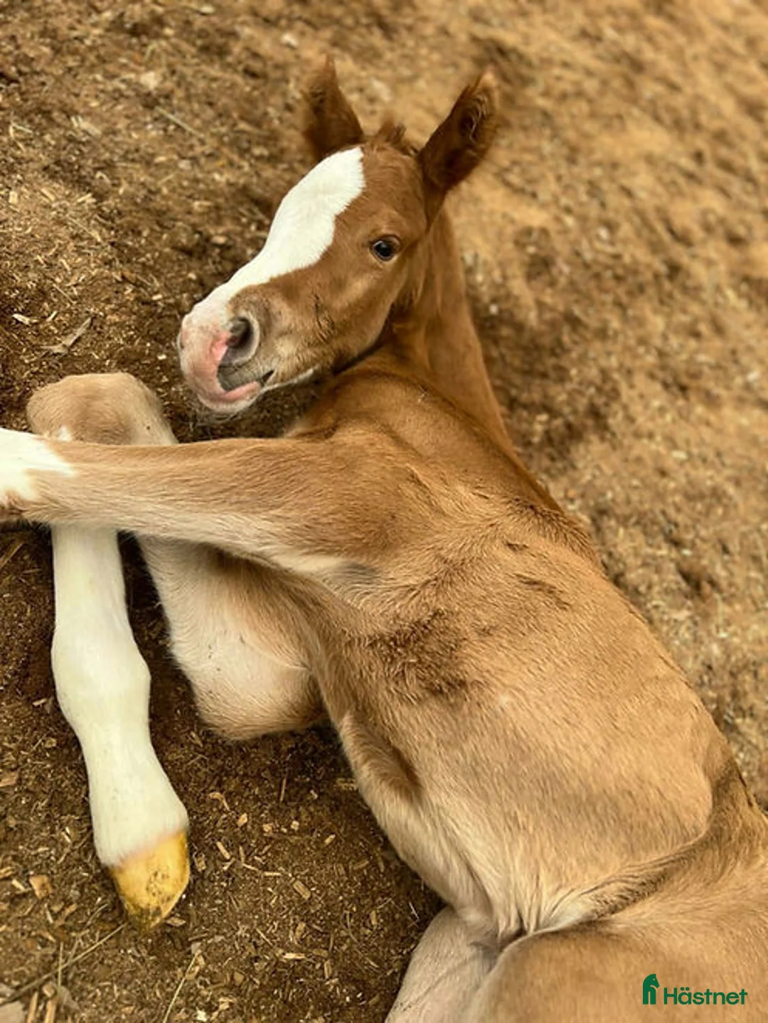 Allround hästar till salu: Blickfångande fux i Stockholm - Annons 2