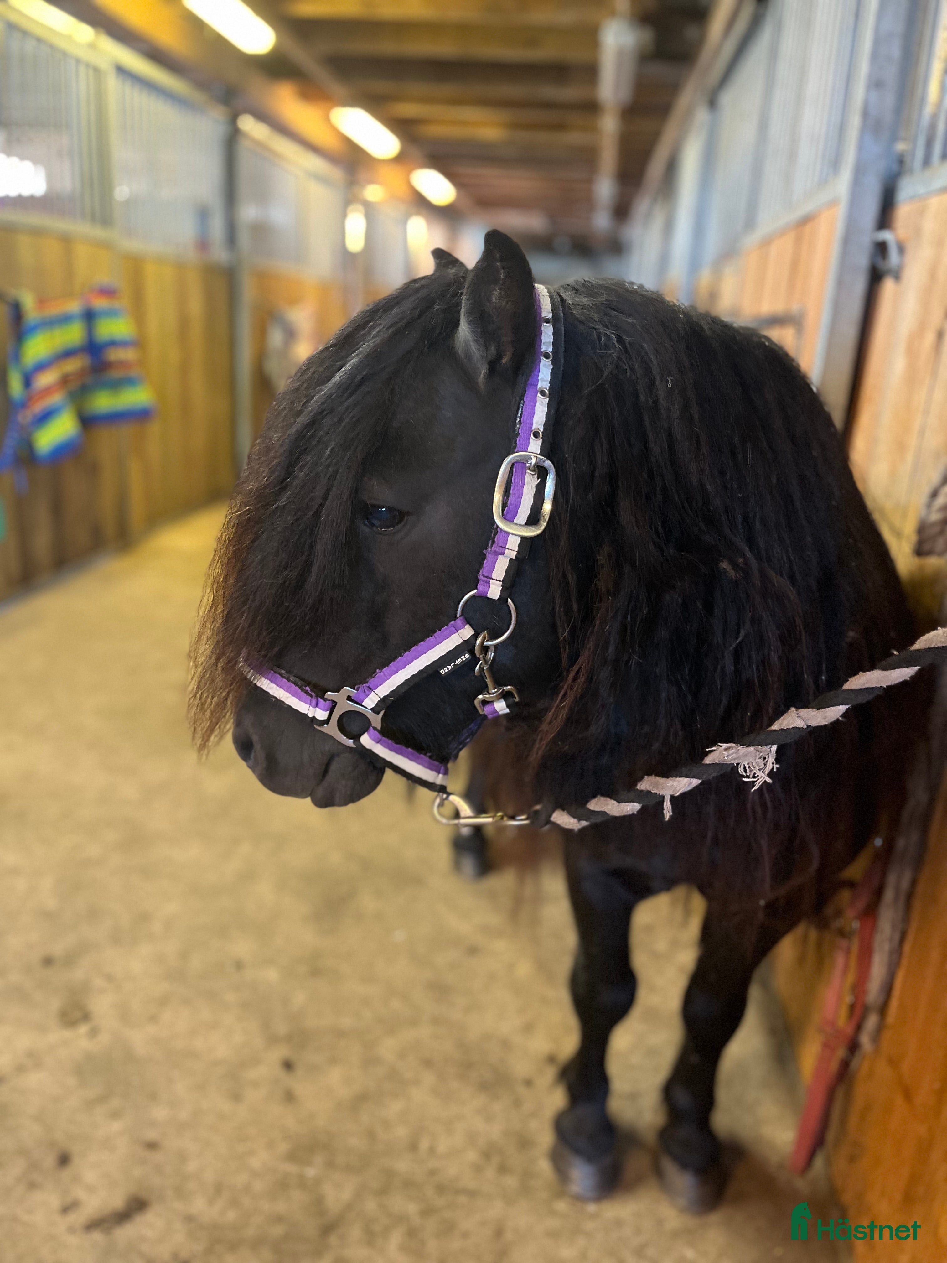  hästar Avelshingst shetlandsponnyn  i Falköping - Annons 15