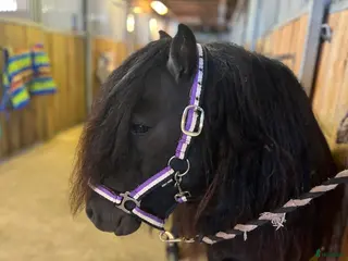 hästar Avelshingst shetlandsponnyn i Falköping - Annons 15