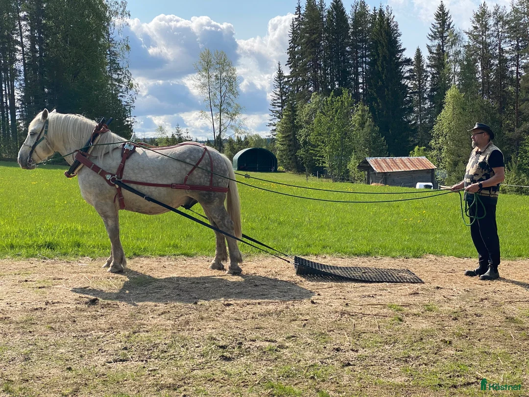 Övrigt hästar till salu: Doni söker sin människa. i Bredbyn - Annons 5