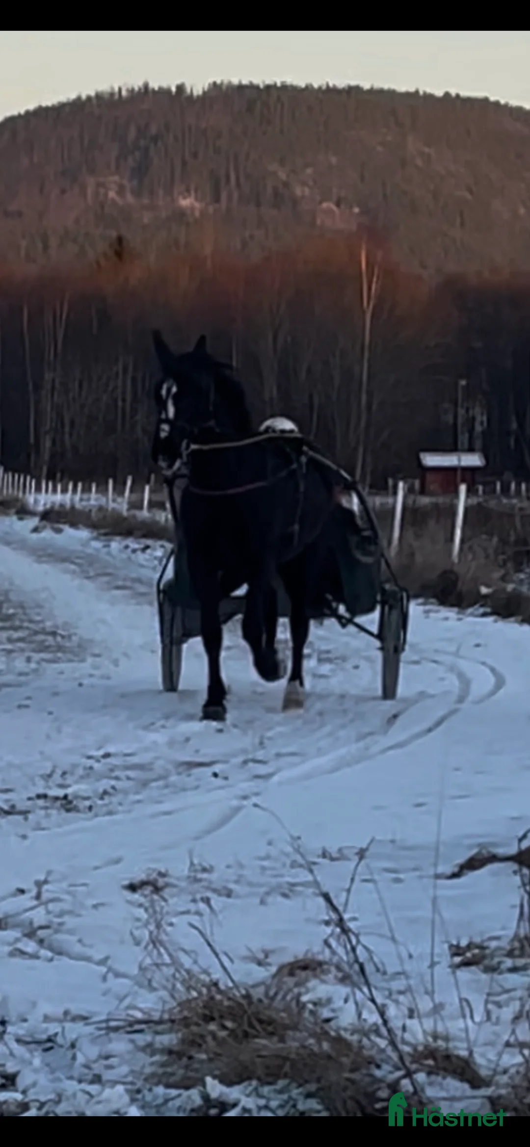 Trav hästar till salu: Mkt välstammat 3-års sto. - Annons 5