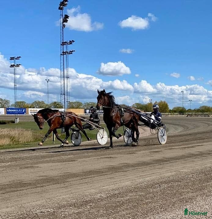  hästar 9-årig kille som vill bli sällskapshäst/ridhäst - Annons 1