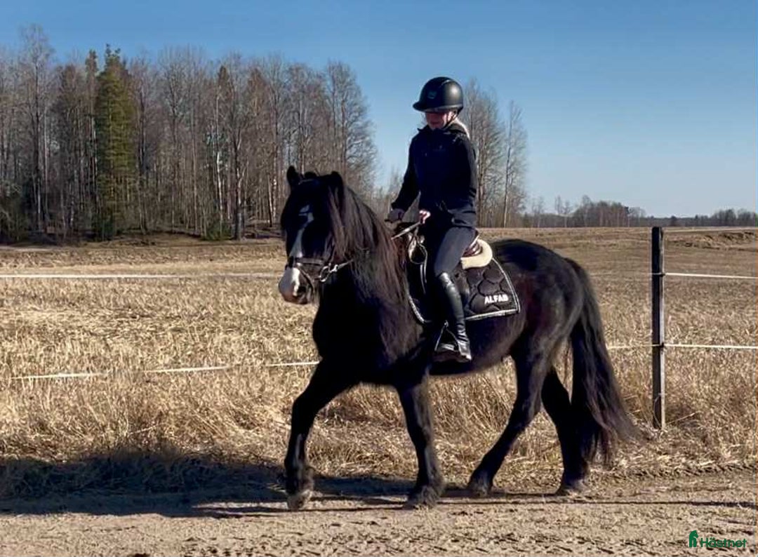 Allround hästar till salu: Snygg Valack i Fjärdhundra - Annons 3