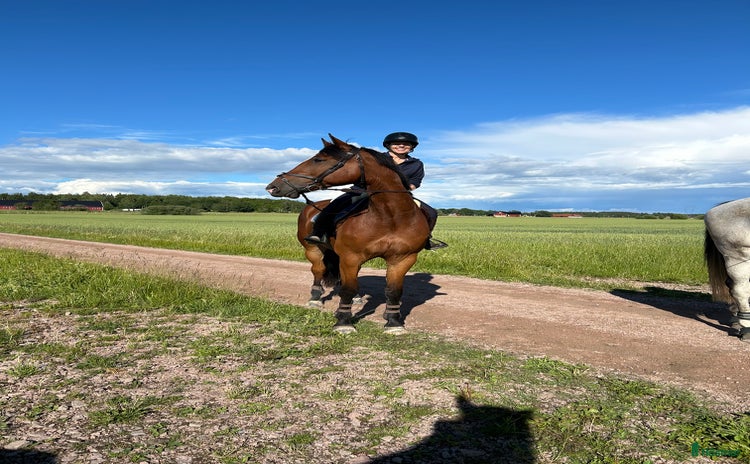  hästar i Västerås - Annons 10