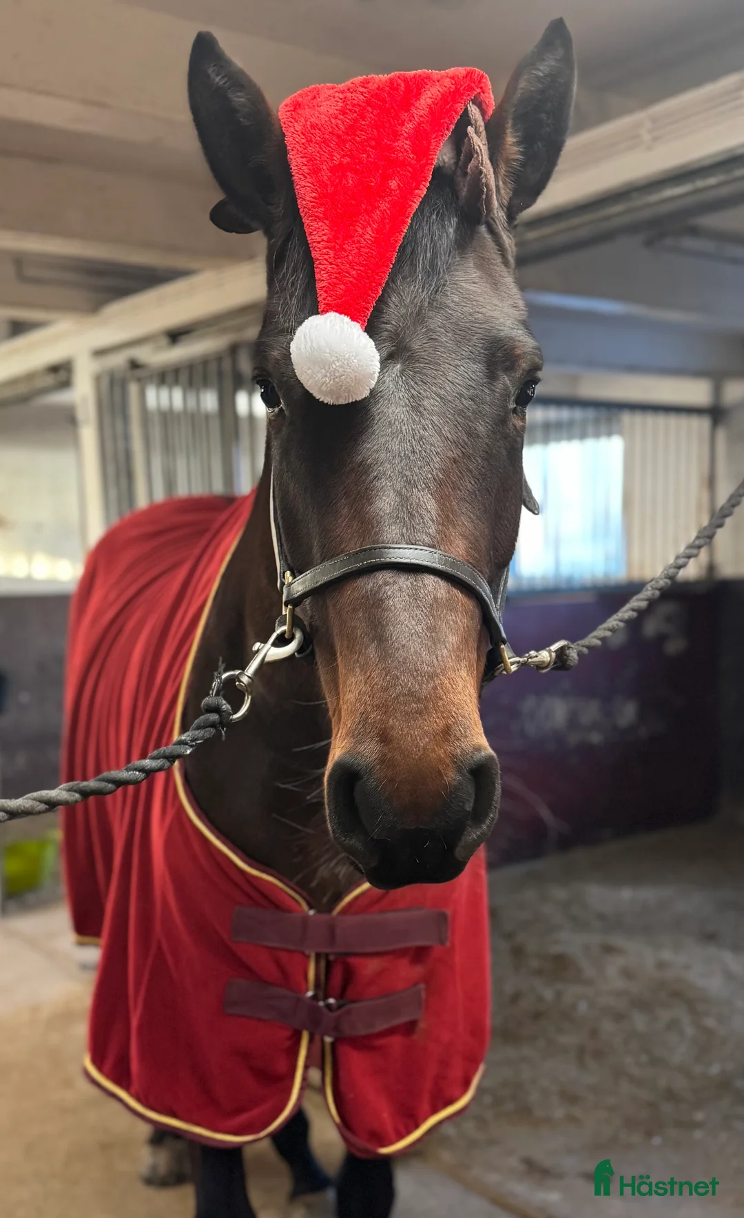 Hoppning hästar till salu: Lovande unghäst ✨ i Björklinge - Annons 3