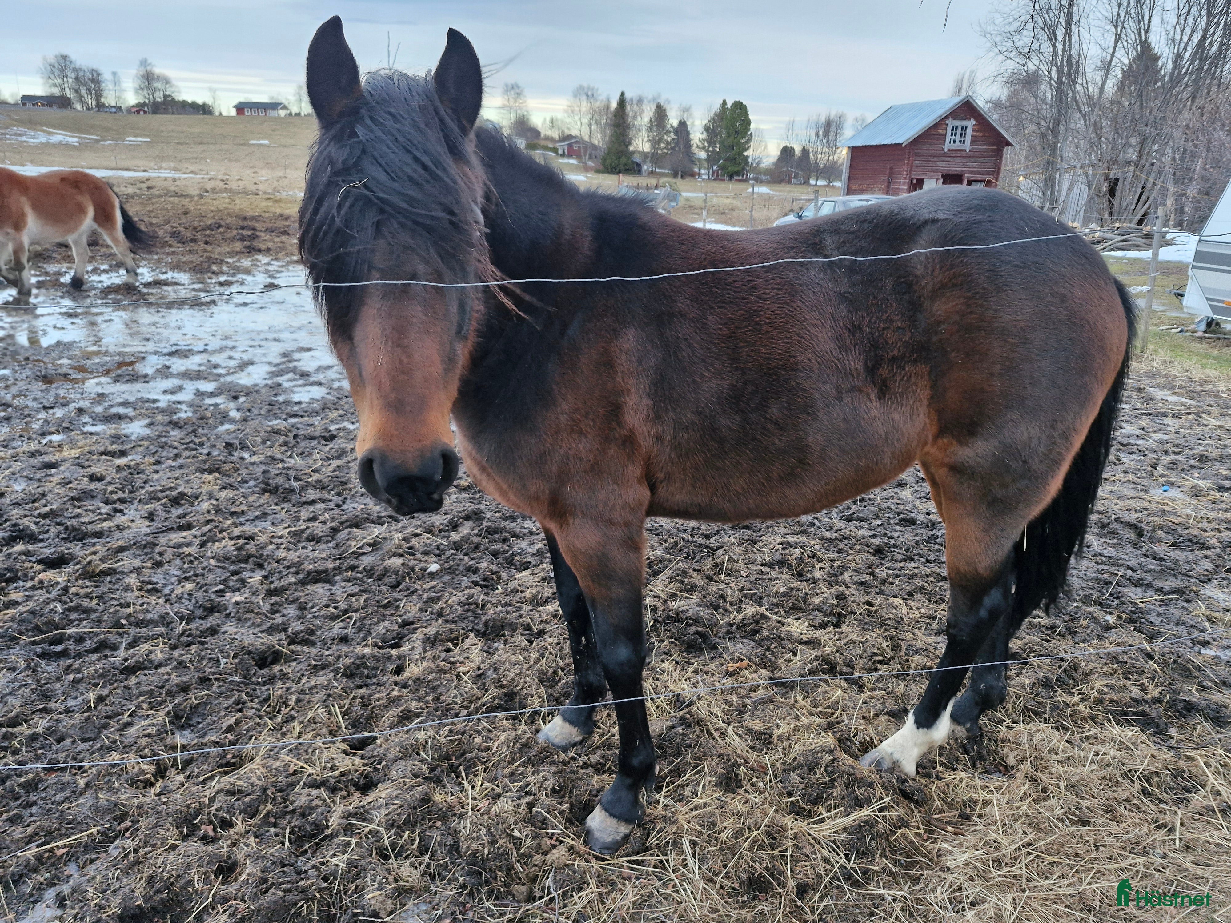  hästar Varmblodsto - Annons 16