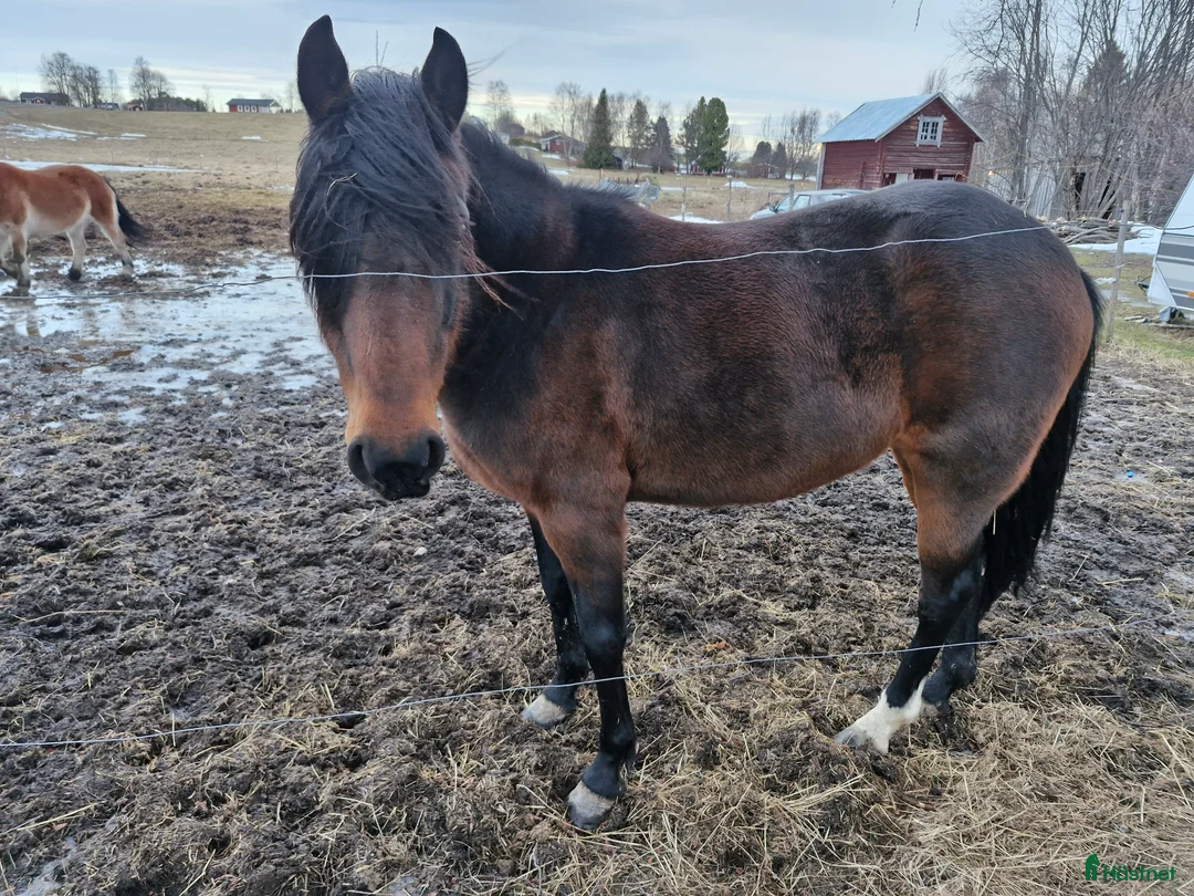 Allround hästar till salu: Varmblodsto - Annons 1