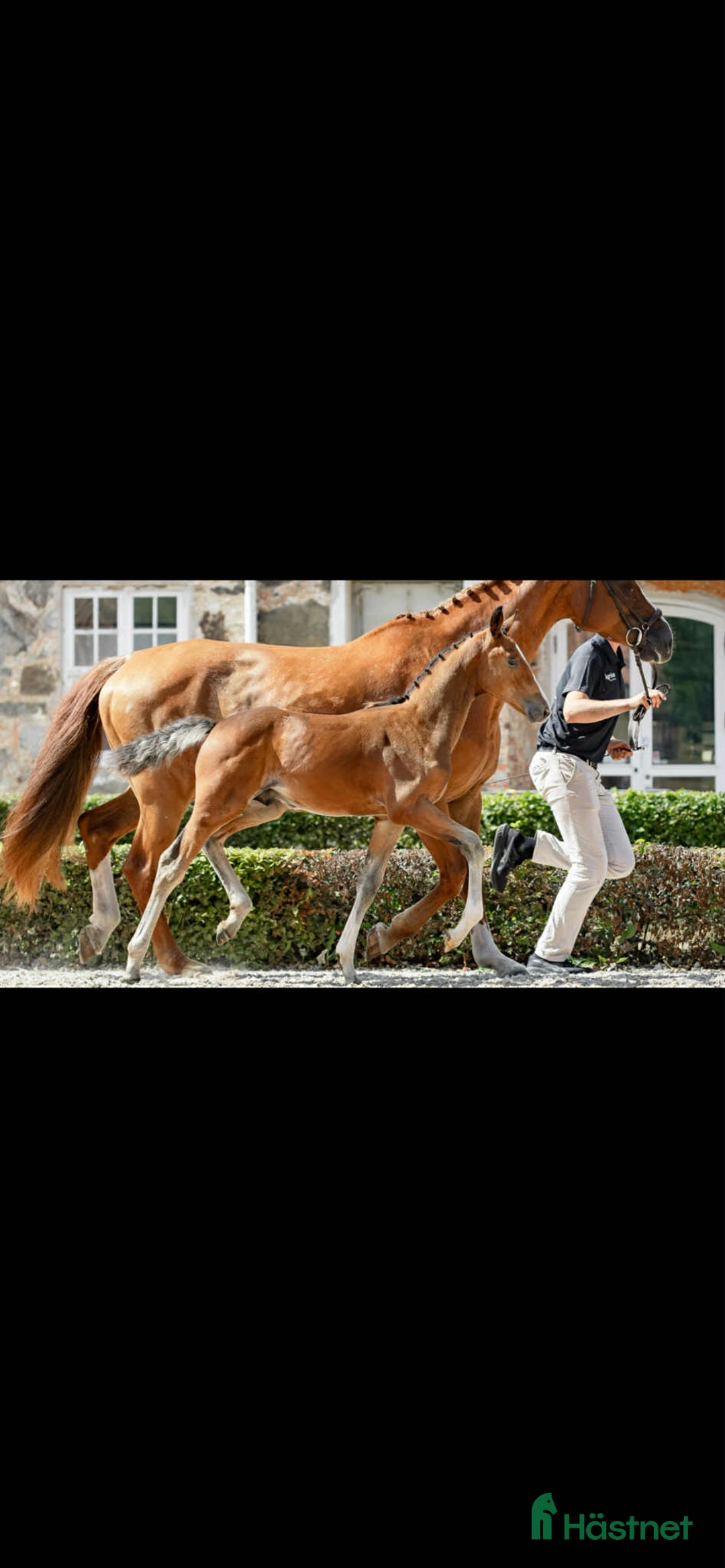 Hoppning hästar till salu: Ett föl för framtiden  i Ambjörnarp - Annons 6