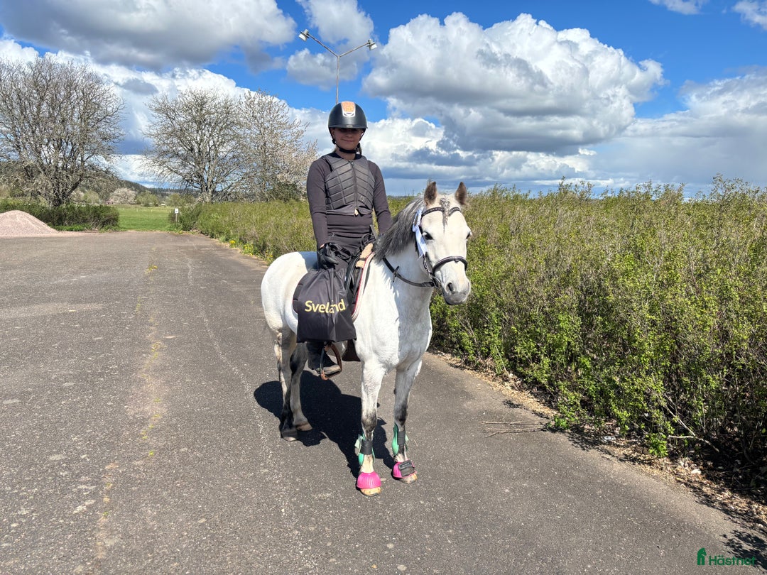 Allround hästar till salu: B- ponny säljes!  i Falköping - Annons 6
