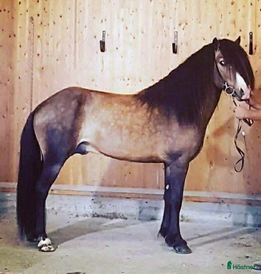 Island hästar till salu: Vacker fyrgångs valack med häftig färg X faktor i Gimo - Annons 5