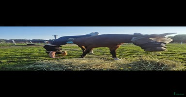  hästar i Vedum - Annons 2