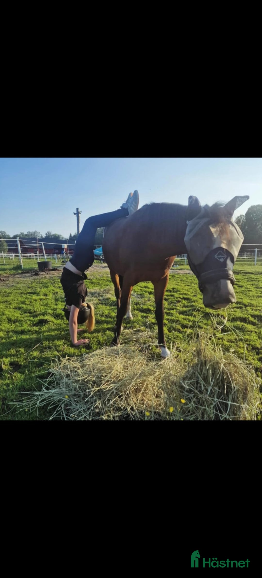 Hoppning hästar till salu: Super söt ponny säljas  i Vedum - Annons 3