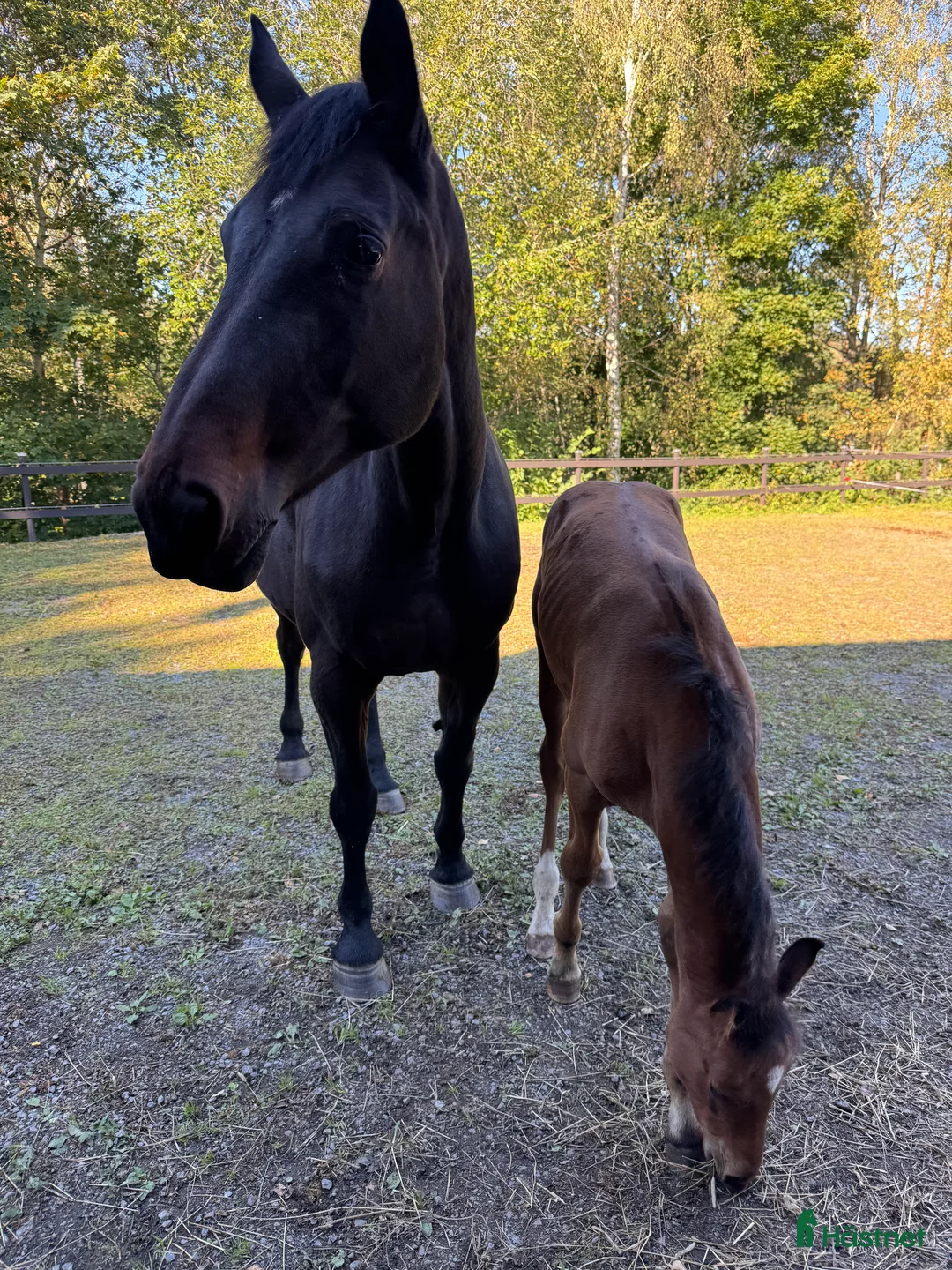 Allround hästar till salu: Avel/ hobbyridning  - Annons 3