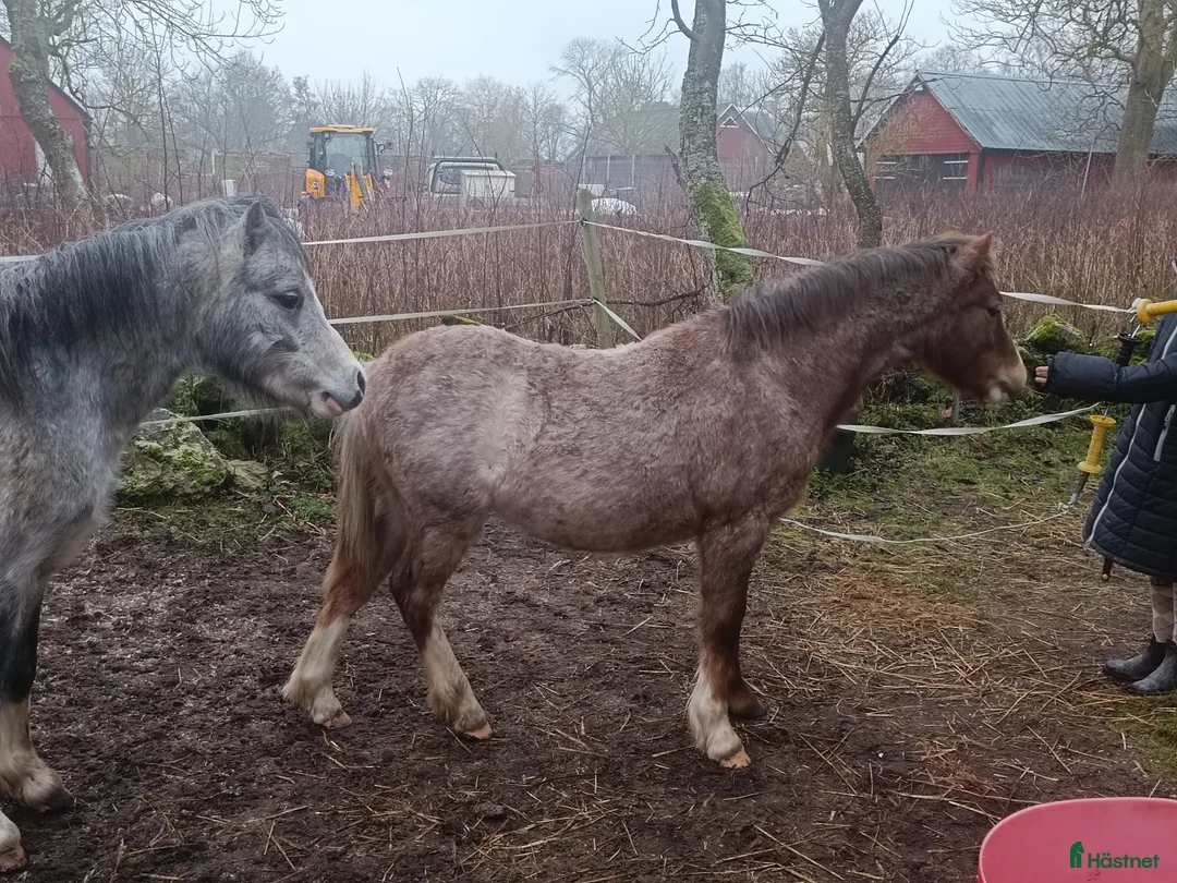 Allround hästar till salu: Welsh mountain hingst  - Annons 5