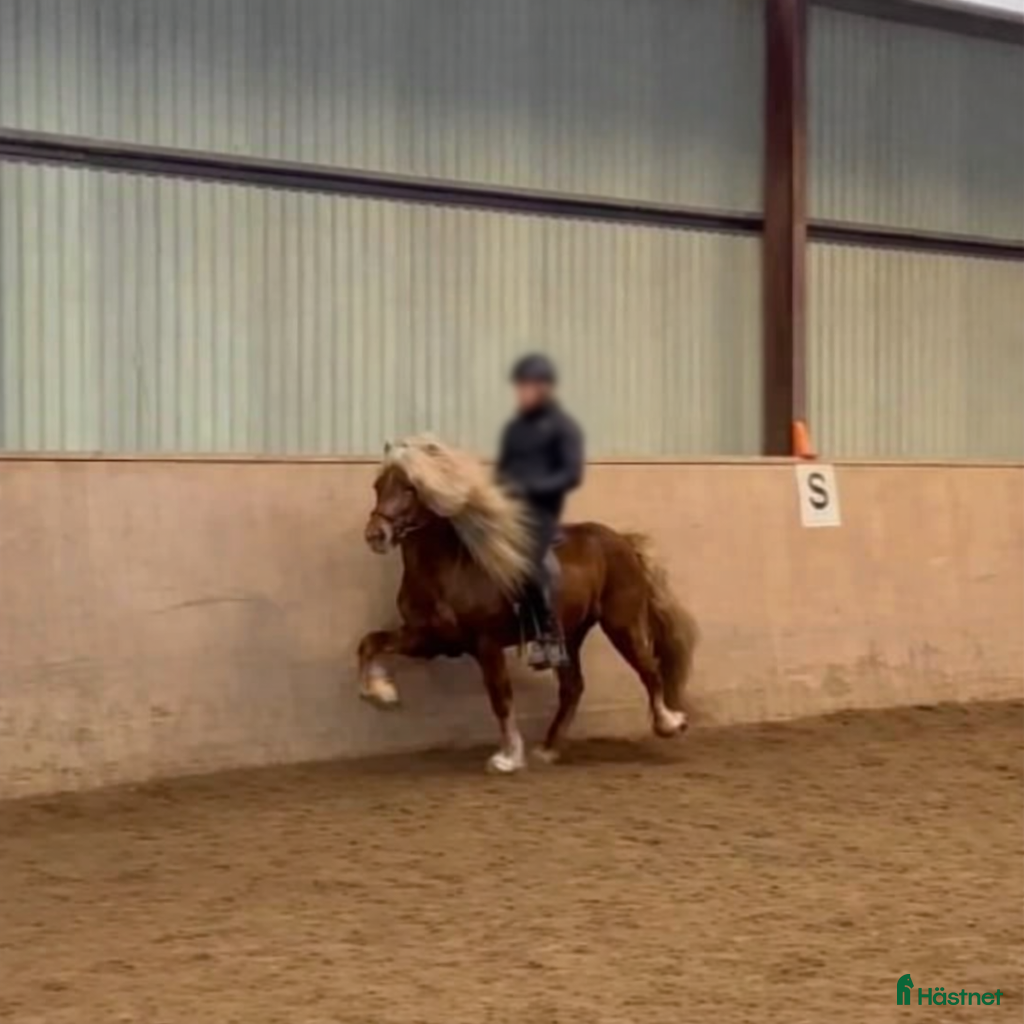  hästar Vacker hårfager valack med potential! - Annons 2