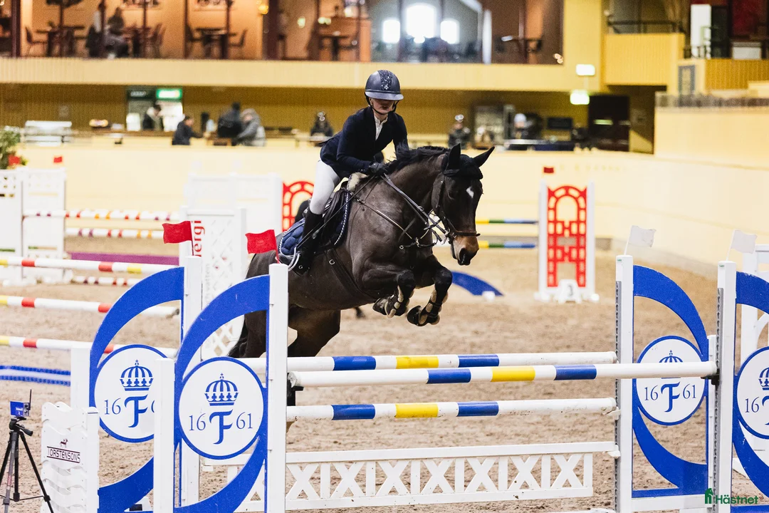 Hoppning hästar till salu: Kvick snabb häst  - Annons 1