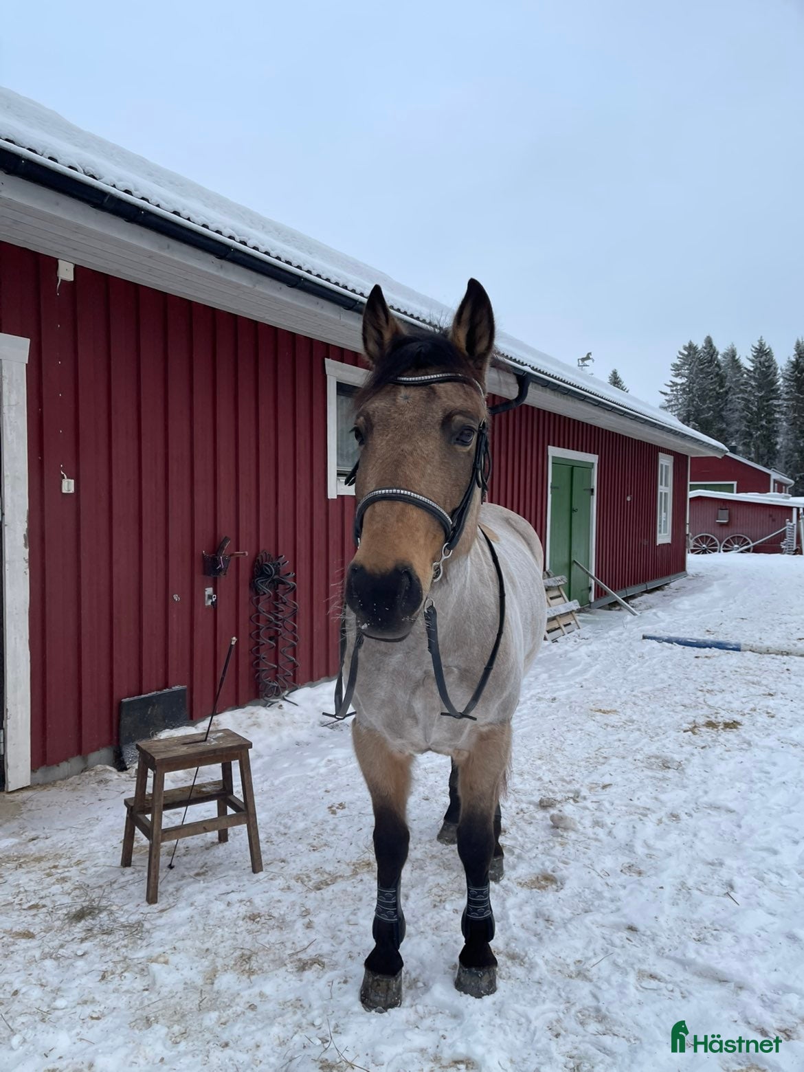  hästar söt D-Ponny  - Annons 1