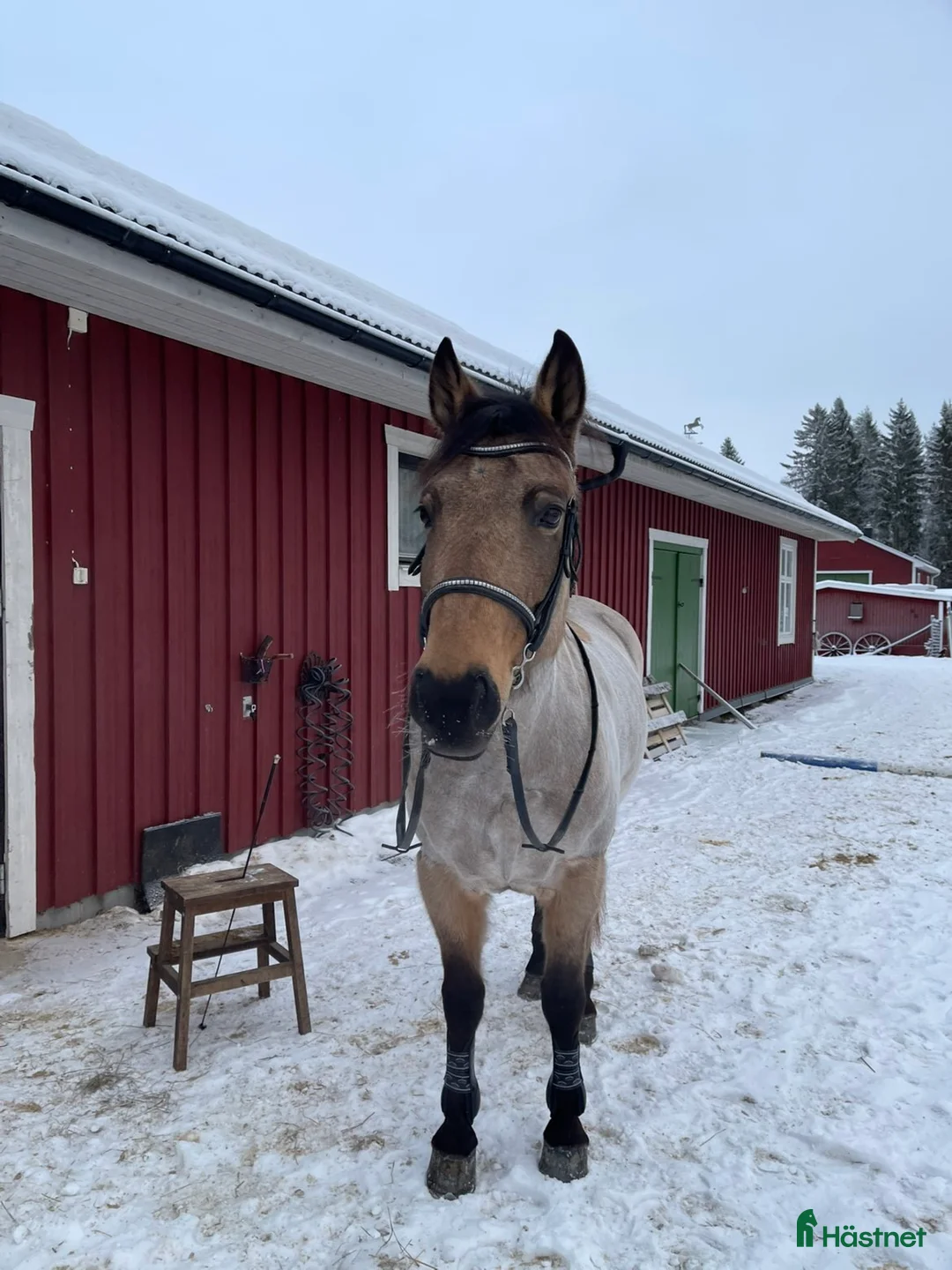 Dressyr hästar till salu: söt D-Ponny  i Bureå - Annons 1