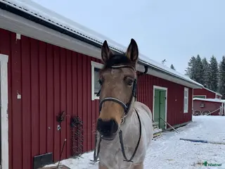 hästar söt D-Ponny - Annons 2