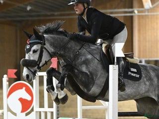 hästar Kvalitetssto - Annons 10