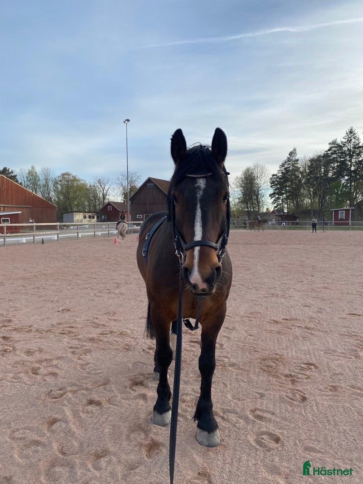  hästar Social och arbetsvillig kille - Annons 1