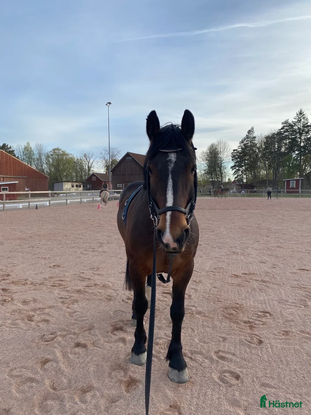 Allround hästar till salu: Social och arbetsvillig kille - Annons 1