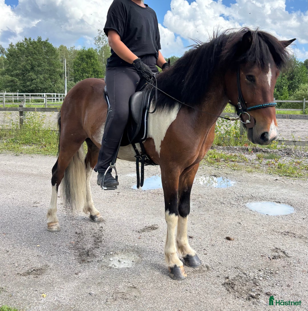 Island hästar till salu: Trevlig valack med utvecklingspotential i Örebro - Annons 3