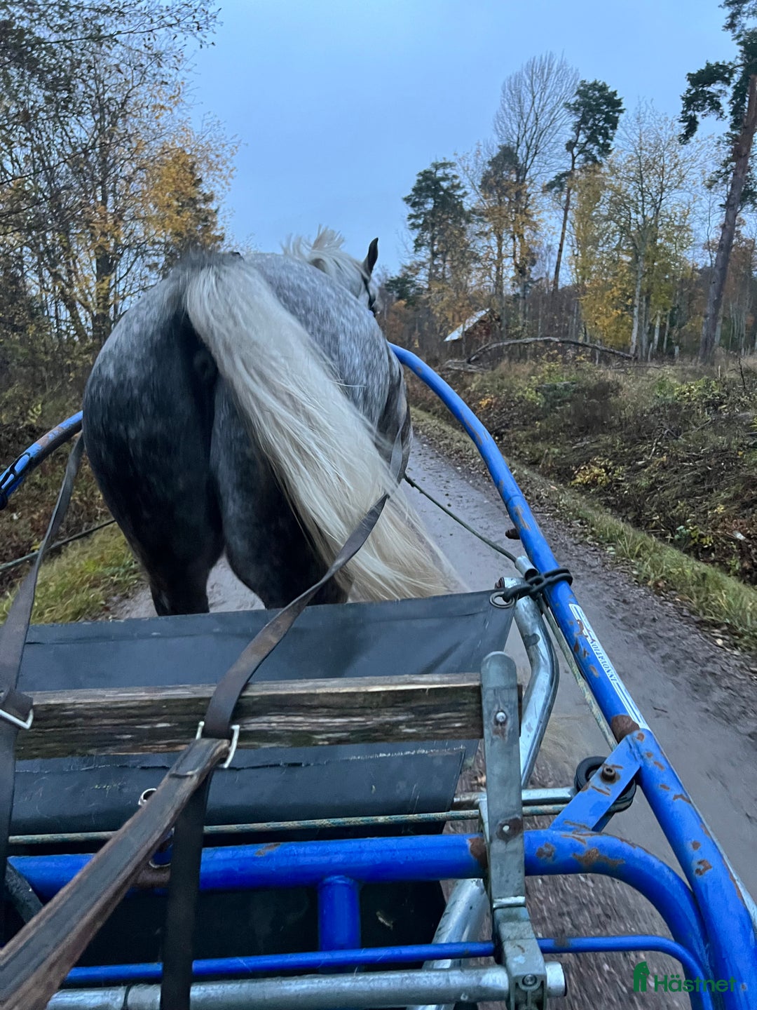 Allround hästar till salu: Häftig häst med hjärtat på rätt ställe i Kumla - Annons 7