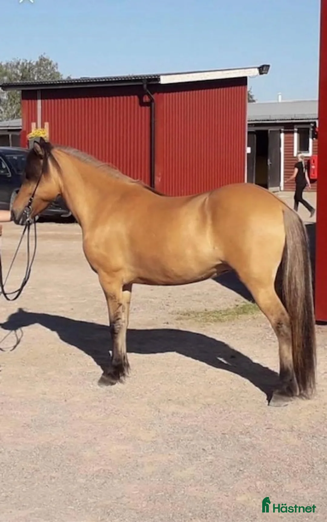 Island hästar till salu: Trevligt 5 gångs sto i Örbyhus - Annons 4