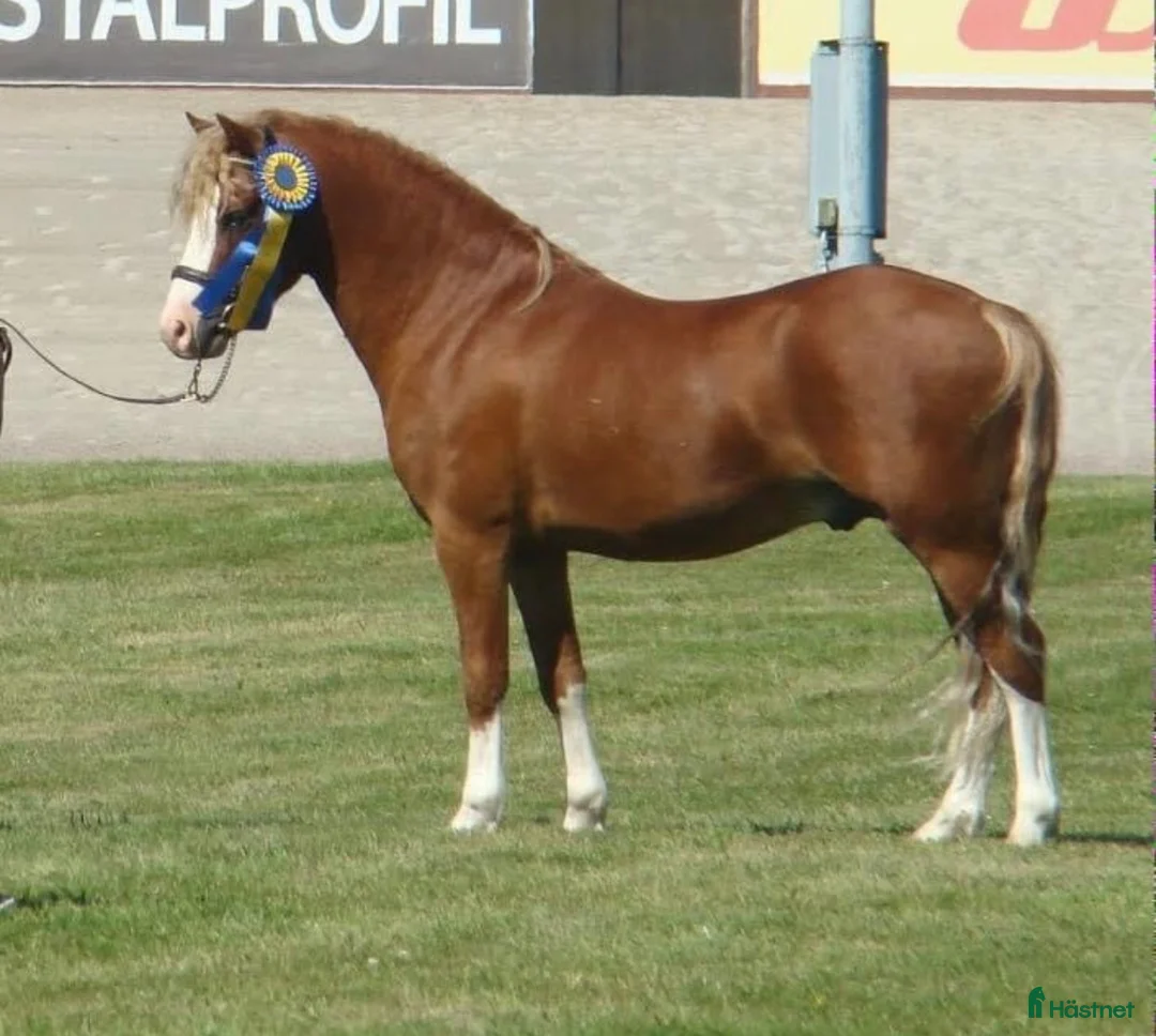  avel finnes: Welsh mountainhingstar  i Limmared - Annons 10