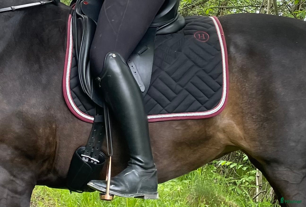 Schabrak & Vojlockar hästutrustning Dressyrschabrak  - Annons 1