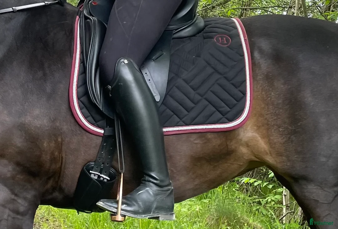 Schabrak & Vojlockar hästutrustning till salu: Dressyrschabrak  - Annons 1