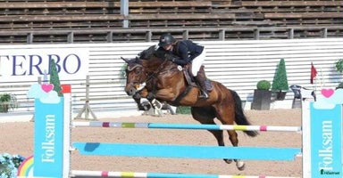  hästar Fantastisk läromästare o bästa vän i Stehag - Annons 4