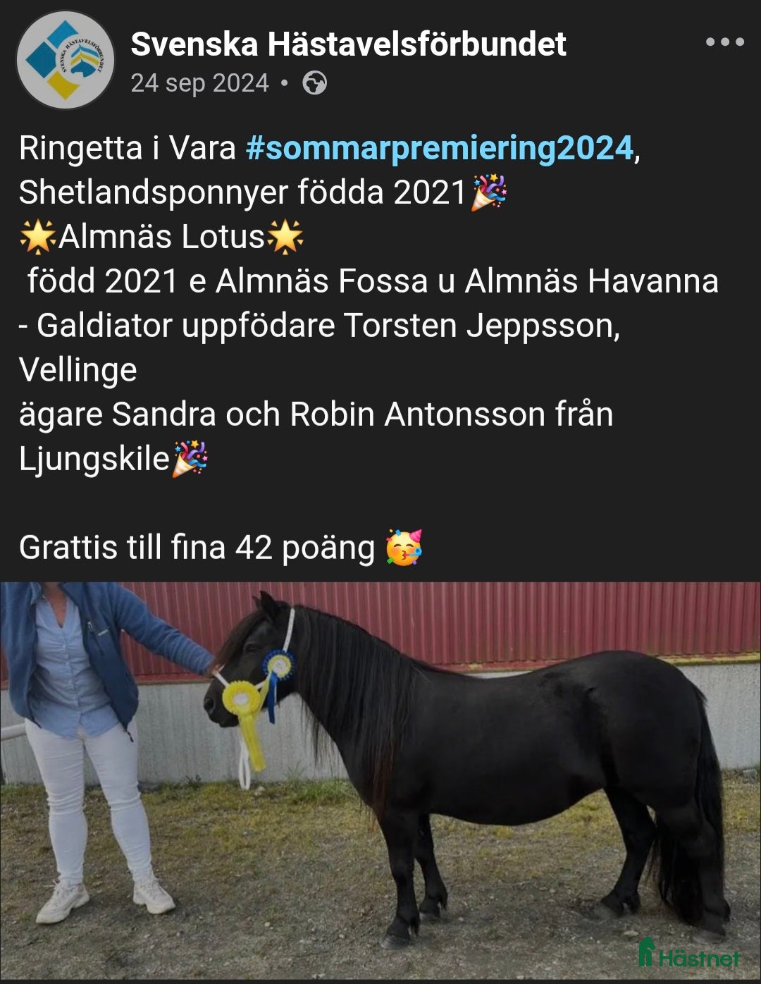  hästar Shetlandsponny - Annons 1