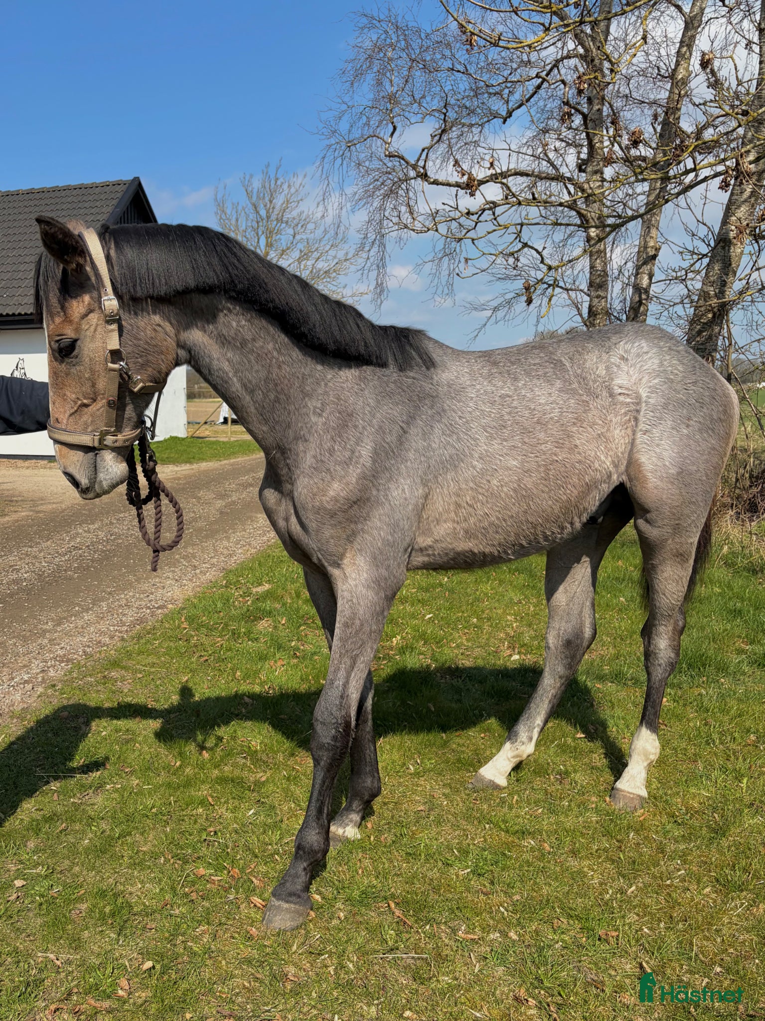  hästar Framtidslöfte med internationellt prestationsblod - Annons 2