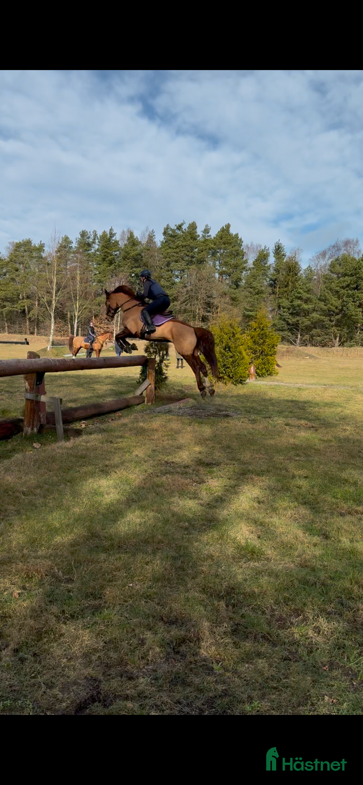  hästar Söker häst för träning och tävling  i Holmsjö - Annons 1