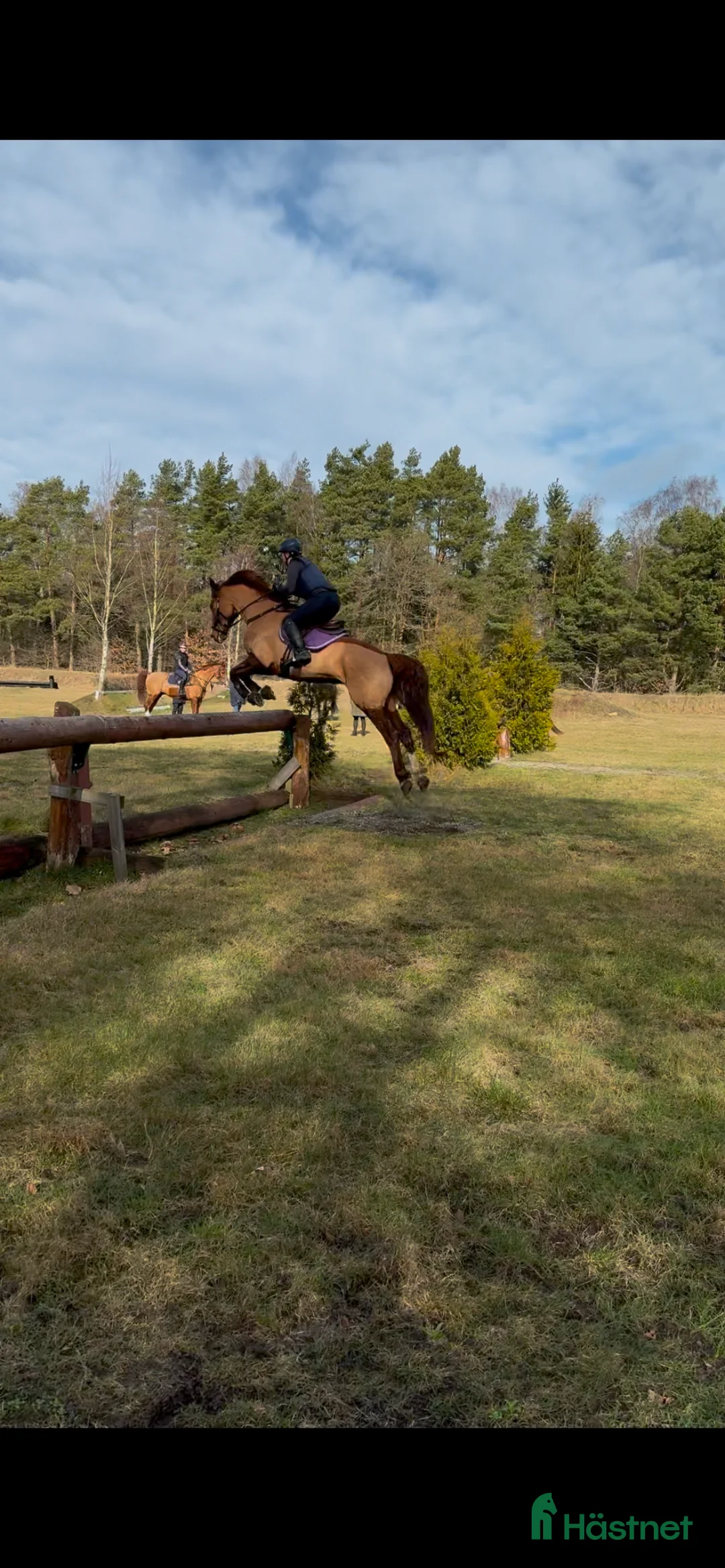 Fälttävlan hästar sökes: Söker häst för träning och tävling  i Holmsjö - Annons 1