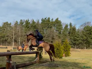 hästar Söker häst för träning och tävling i Holmsjö - Annons 1