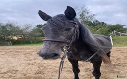 Allround hästar till salu: Manfager valack med ett hjärta av guld  i Skurup - Annons 2