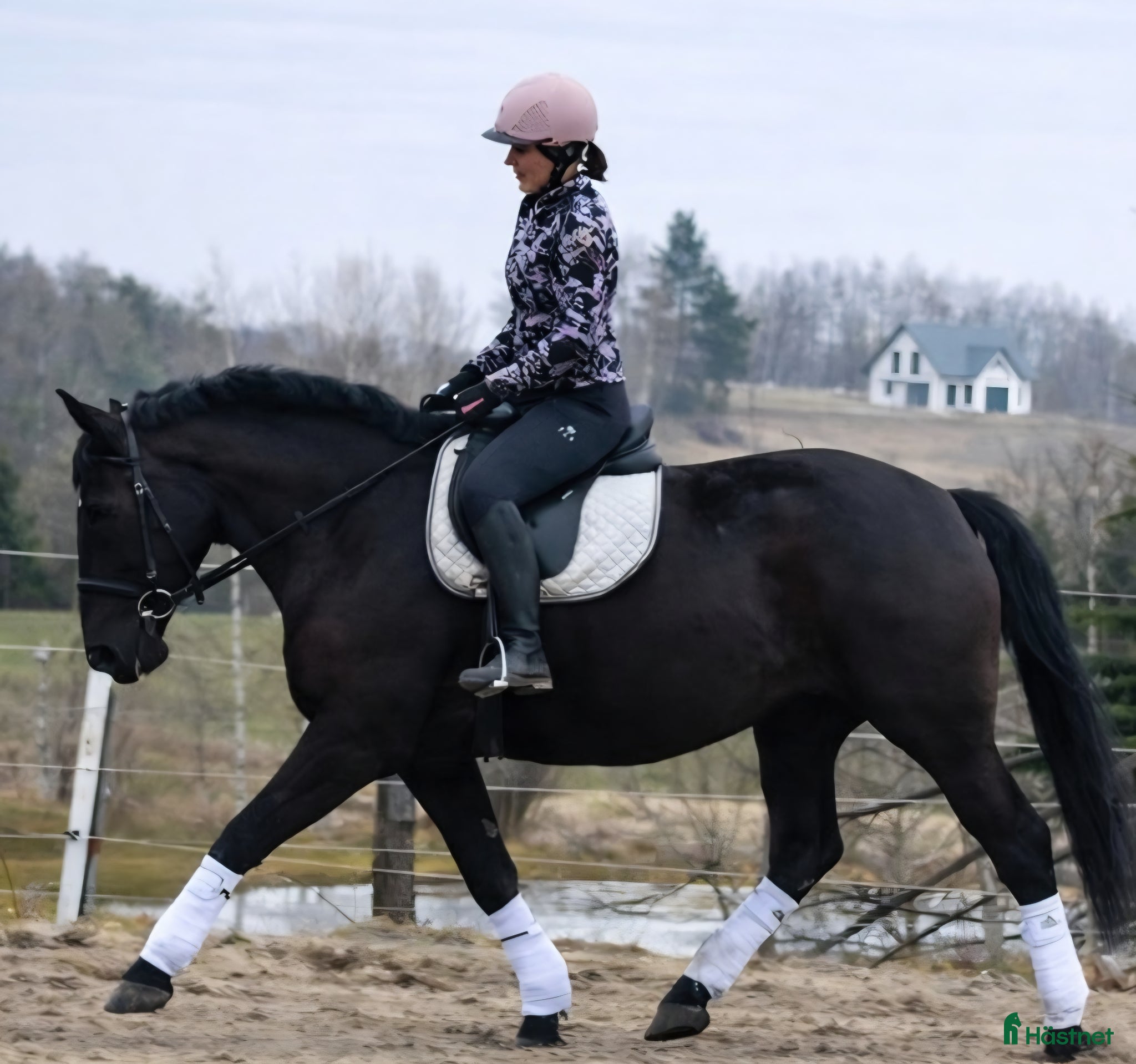  hästar Lovely allrounder with the kindest temperament - Annons 1