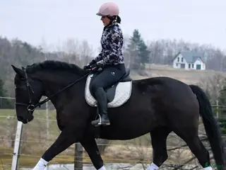 hästar Lovely allrounder with the kindest temperament - Annons 1