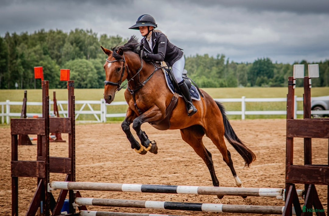 Hoppning hästar till salu: Gucci 2021 - Annons 3