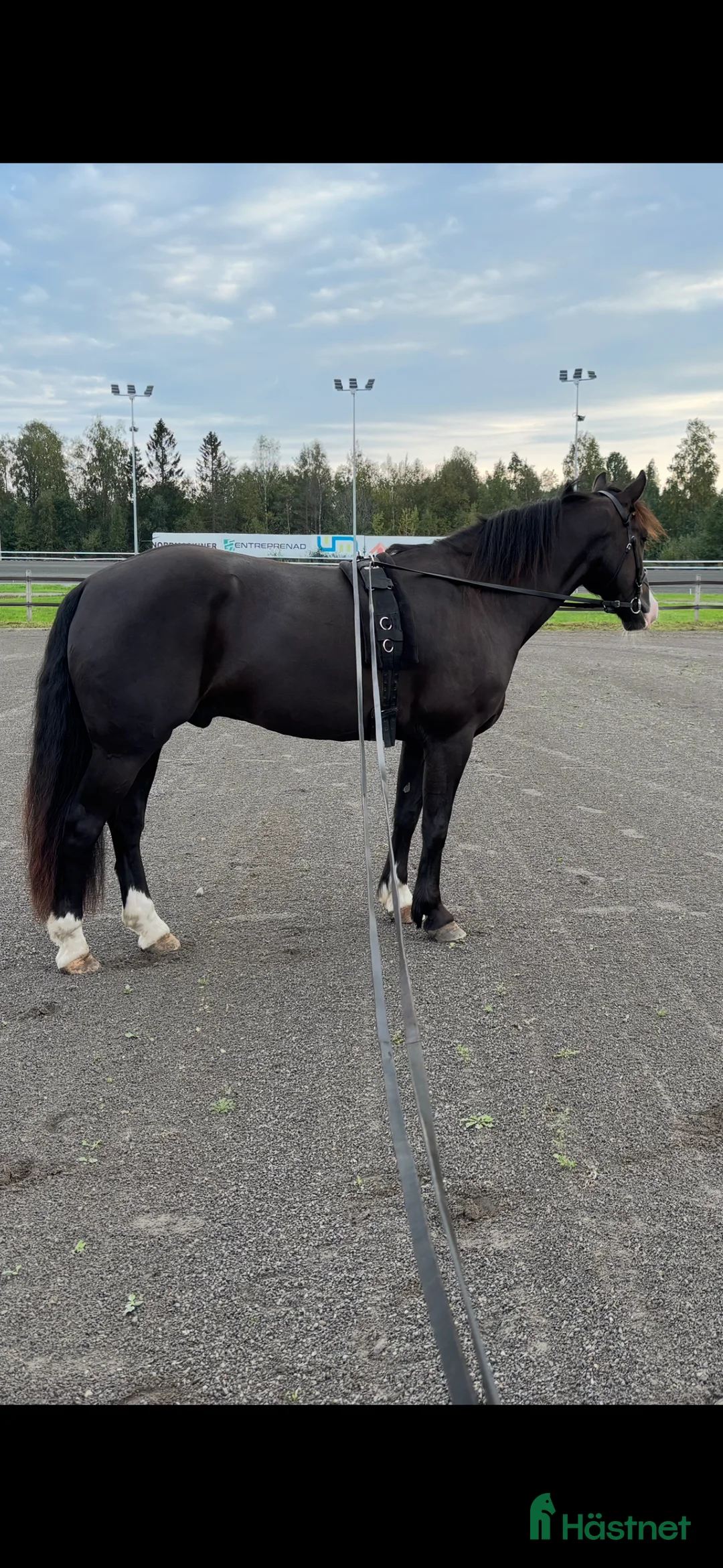 Allround hästar till salu: Trevlig Kallblodvalack - Annons 2