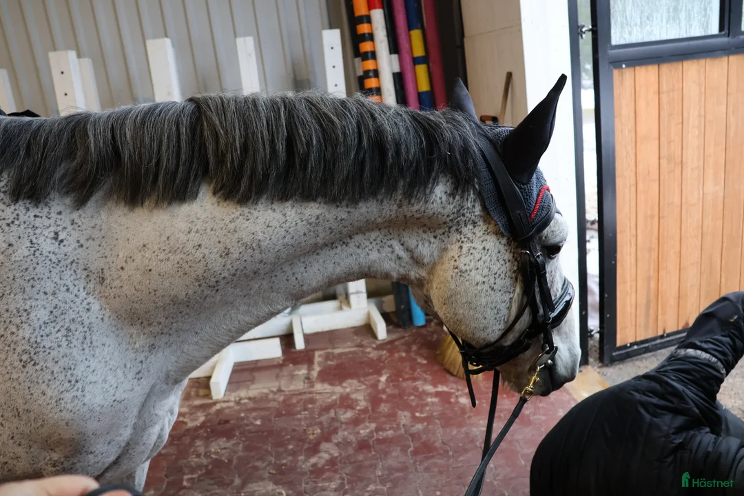 Allround hästar till salu: Reg. Connemara valack! FILM 🌟 - Annons 4