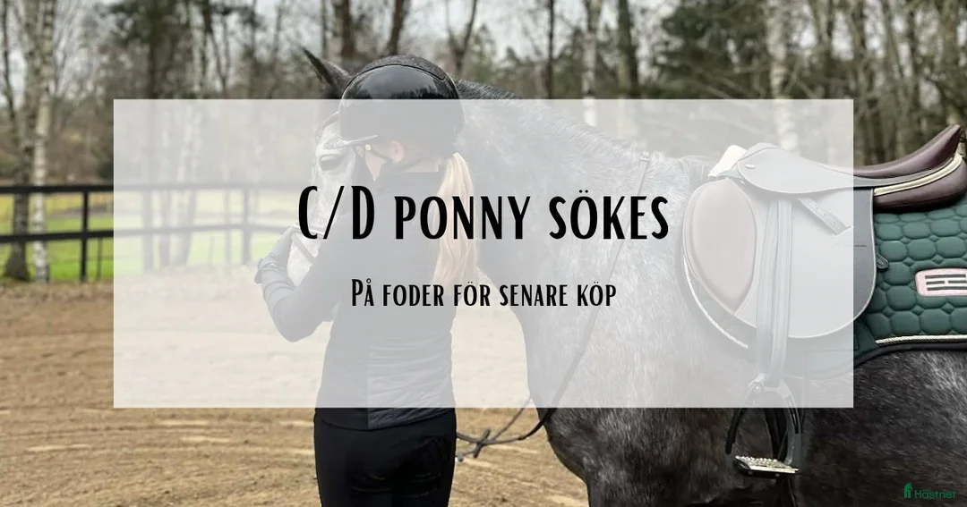 Hoppning hästar sökes: Bästa kompis sökes till långvarigt hem  i Hässleholm - Annons 1