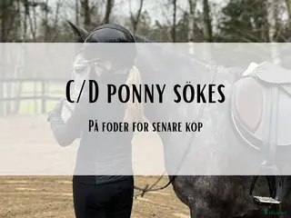 hästar Bästa kompis sökes till långvarigt hem - Annons 2