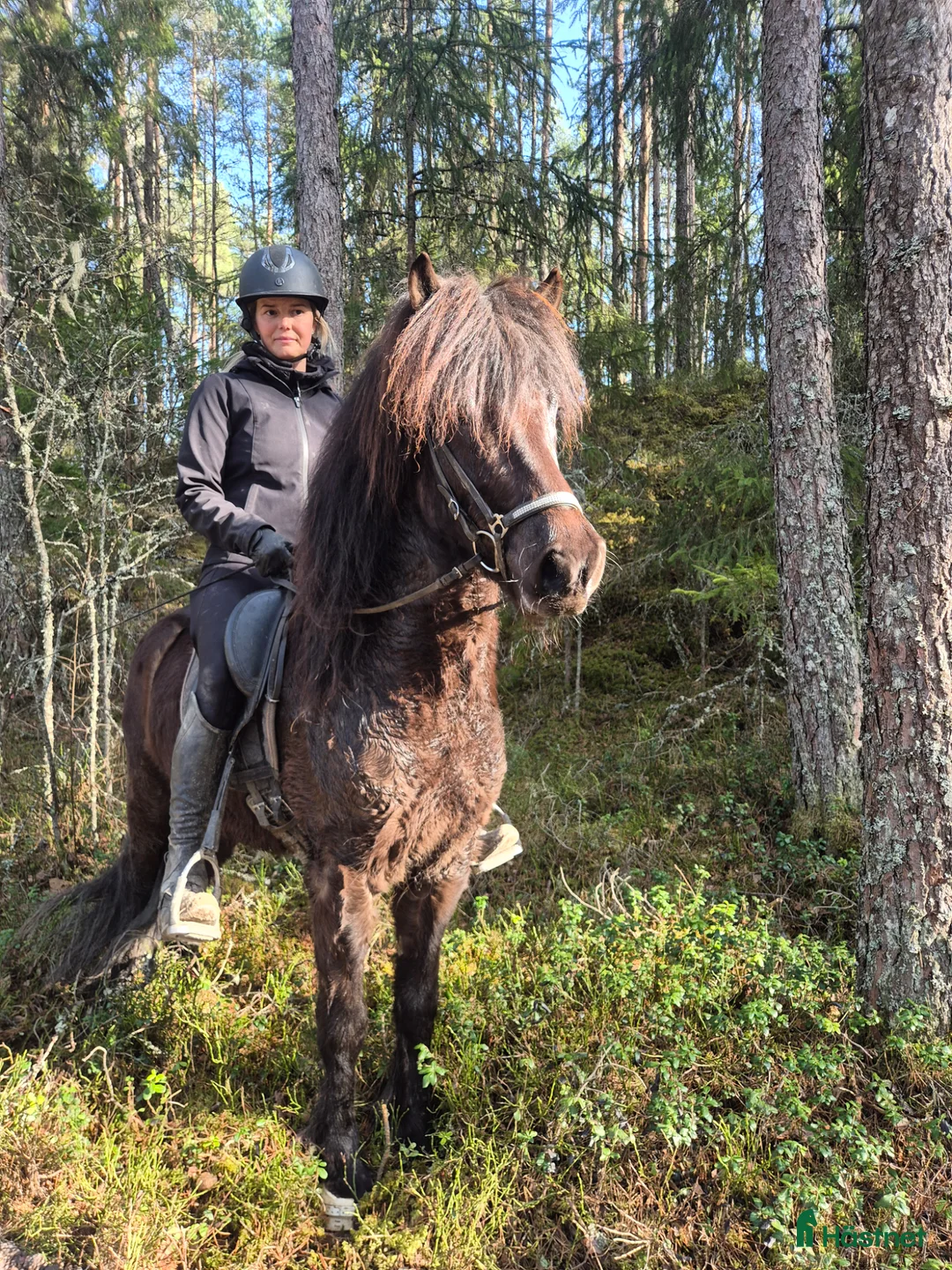 Island hästar till salu: Vacker 5-gångs valack - Annons 3