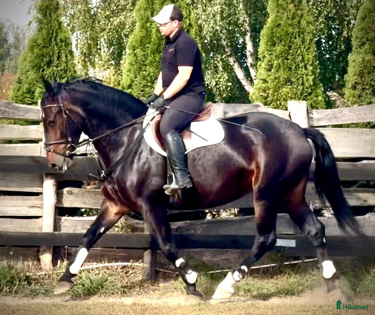  hästar Amika–5yo.Silesian Warmblood Mare|169cm|Allrounder - Annons 1
